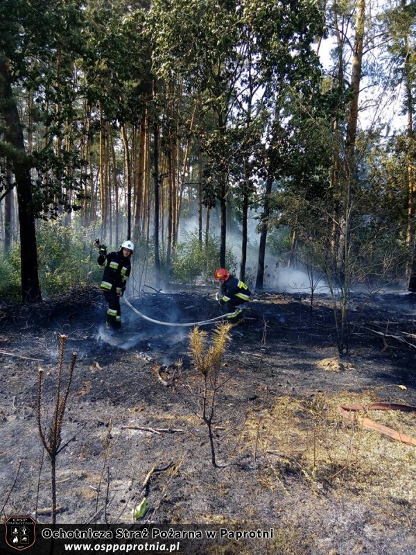 Pożar poszycia leśnego w miejscowości Gawłowie