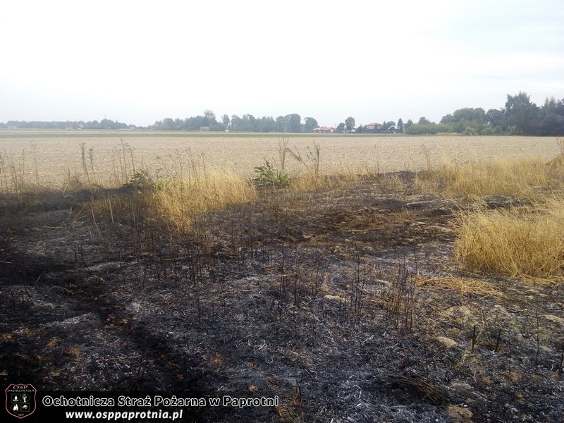 Pożar suchej trawy w Serokach