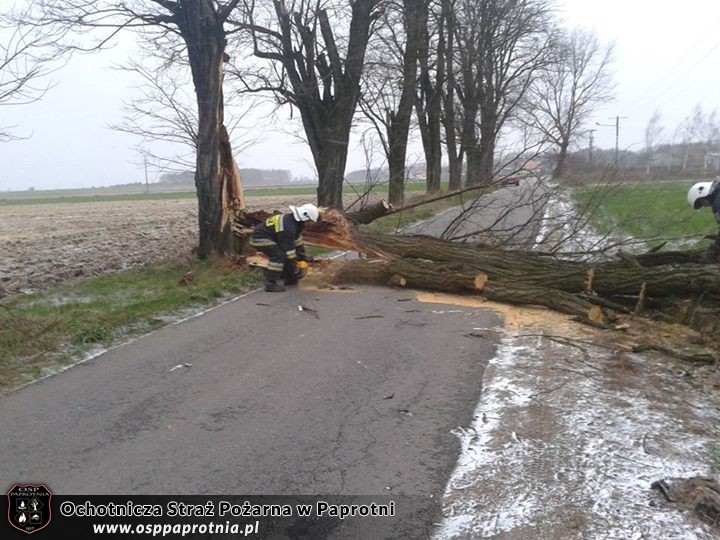 Przewróconwe dzrzewo Izbiska