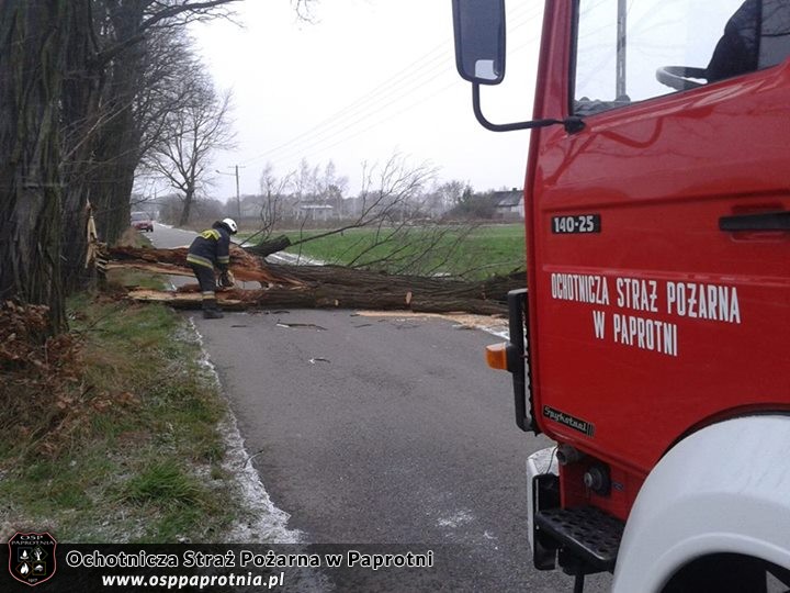 Przewróconwe dzrzewo Izbiska