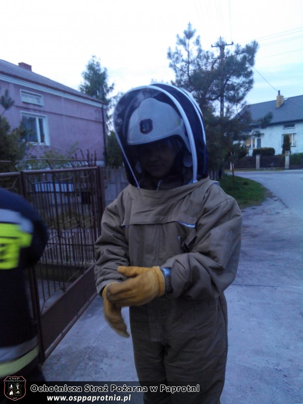 Usuwanie pszczół w Teresinie